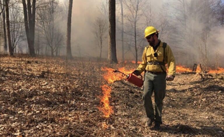 Benefits of Prescribed Burns in Pennsylvania: How Controlled Fire Protects Forests
